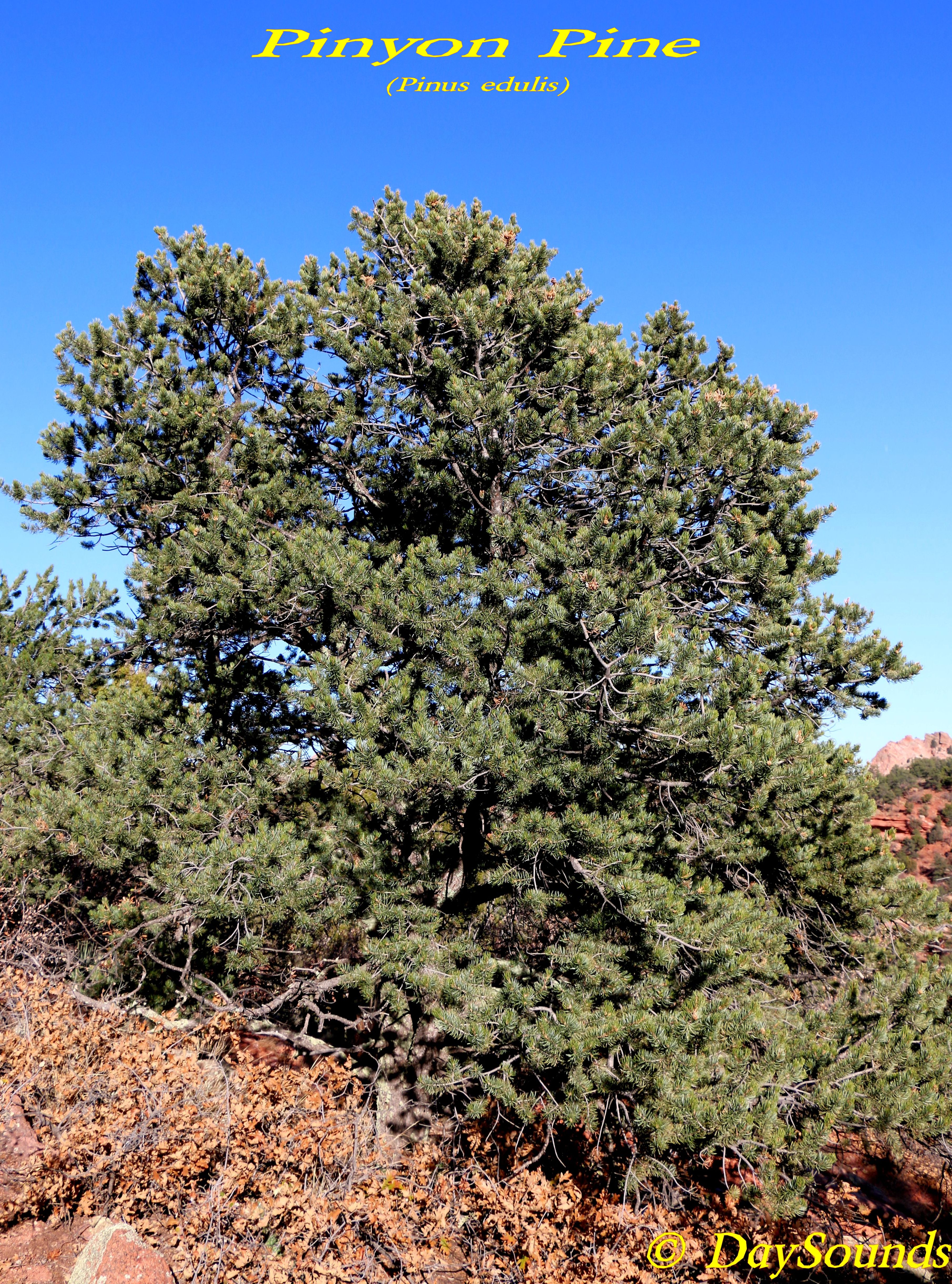 Pinyon Pine Tree