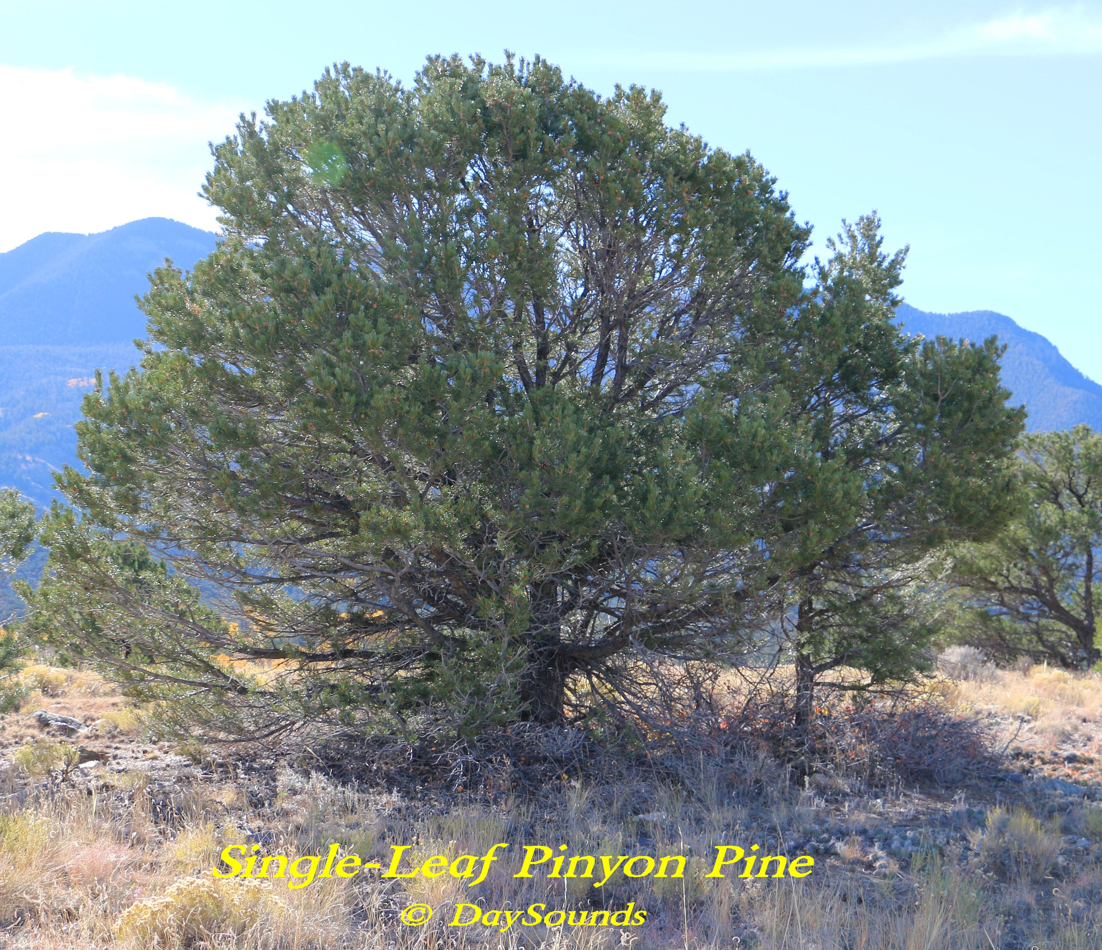 SingleLeaf Pinyon Pine Tree