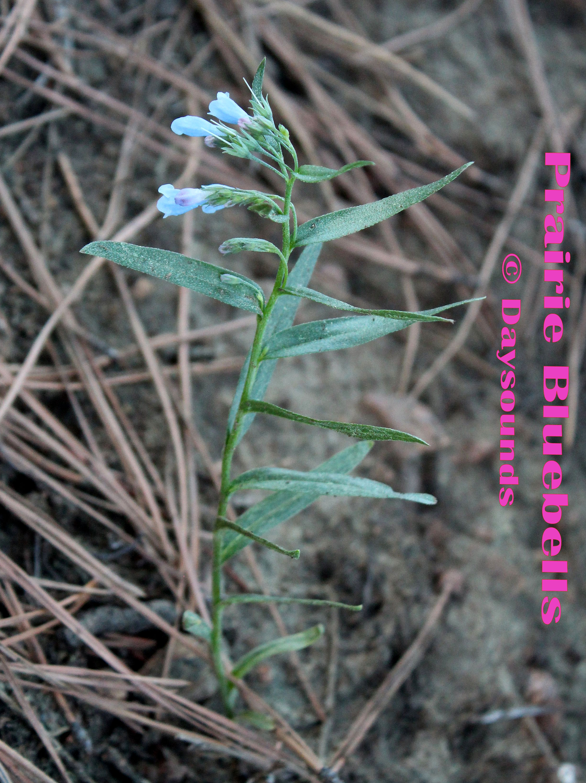 Prairie Bluebells