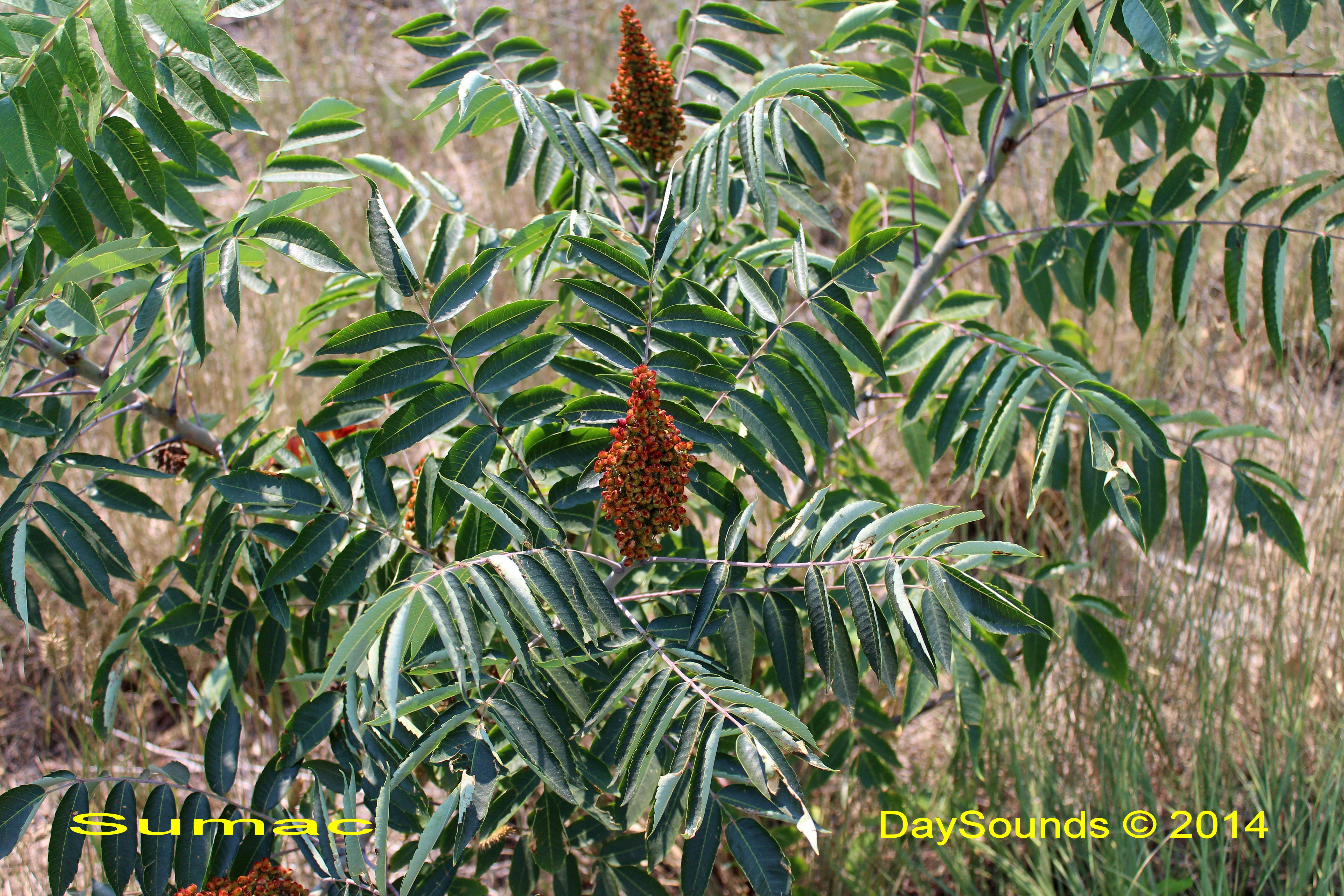 Colorado Wild Plants and Fungi Picture Index, page6
