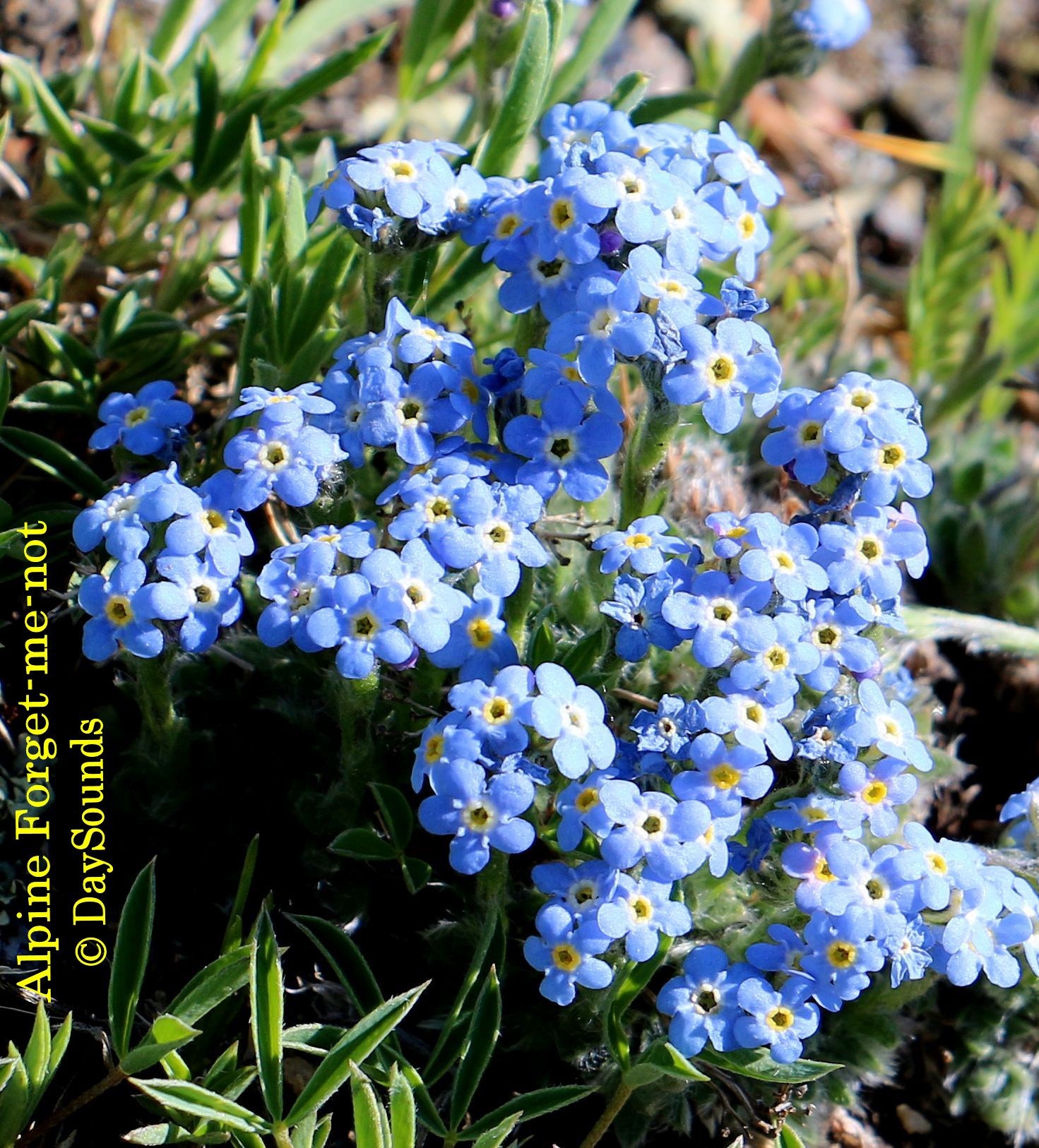 Forget-me-not, Alpine