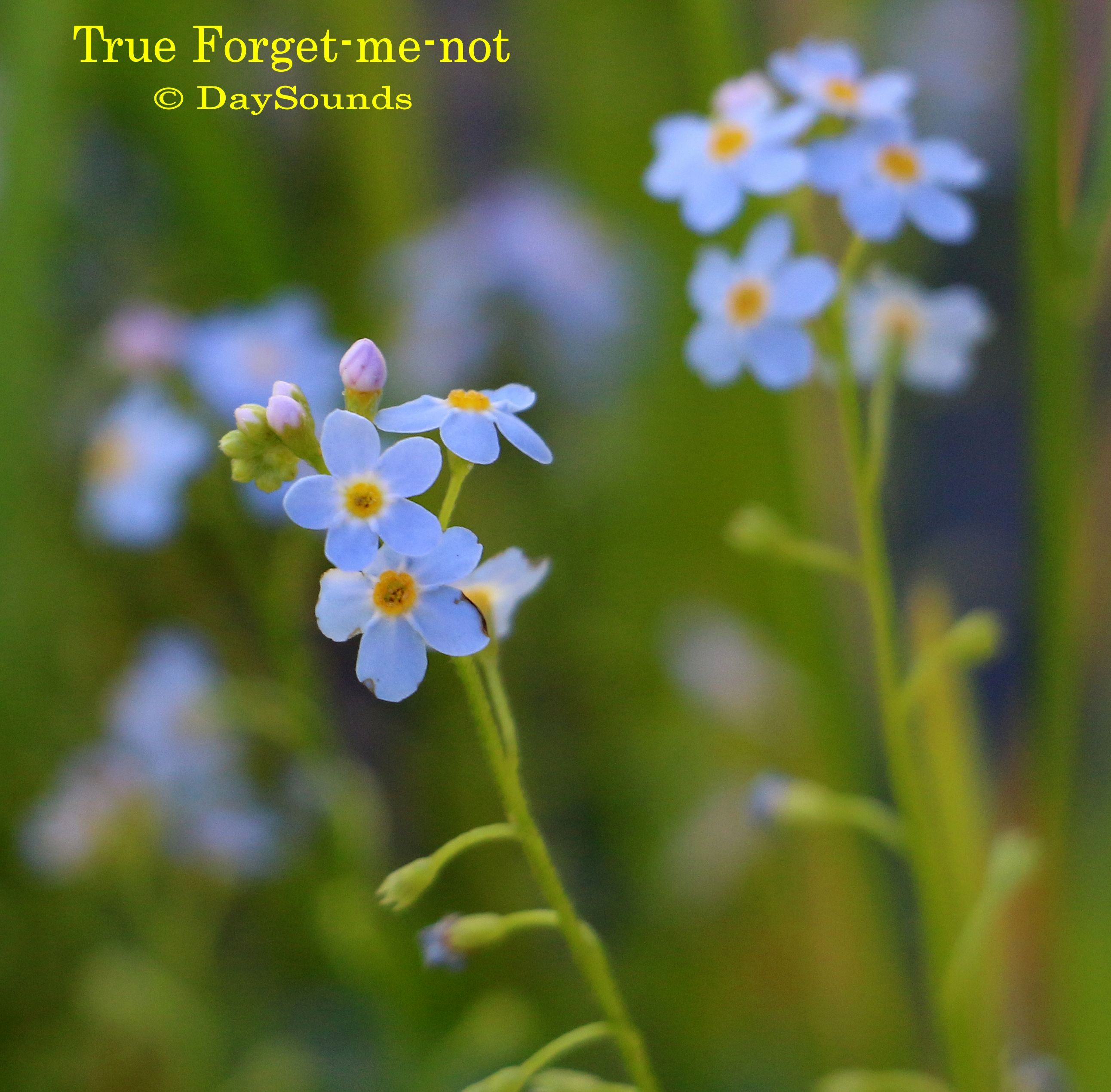 Forget-me-not, True
