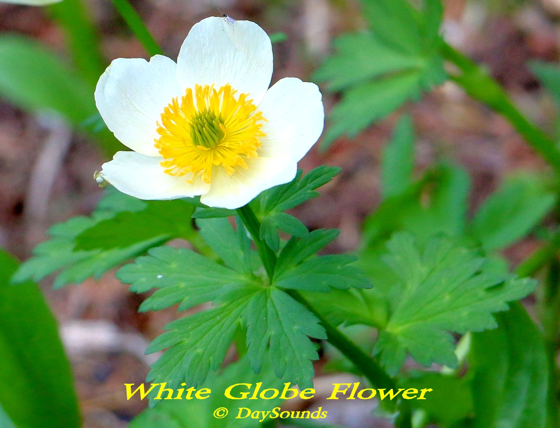 Globe Flower, White