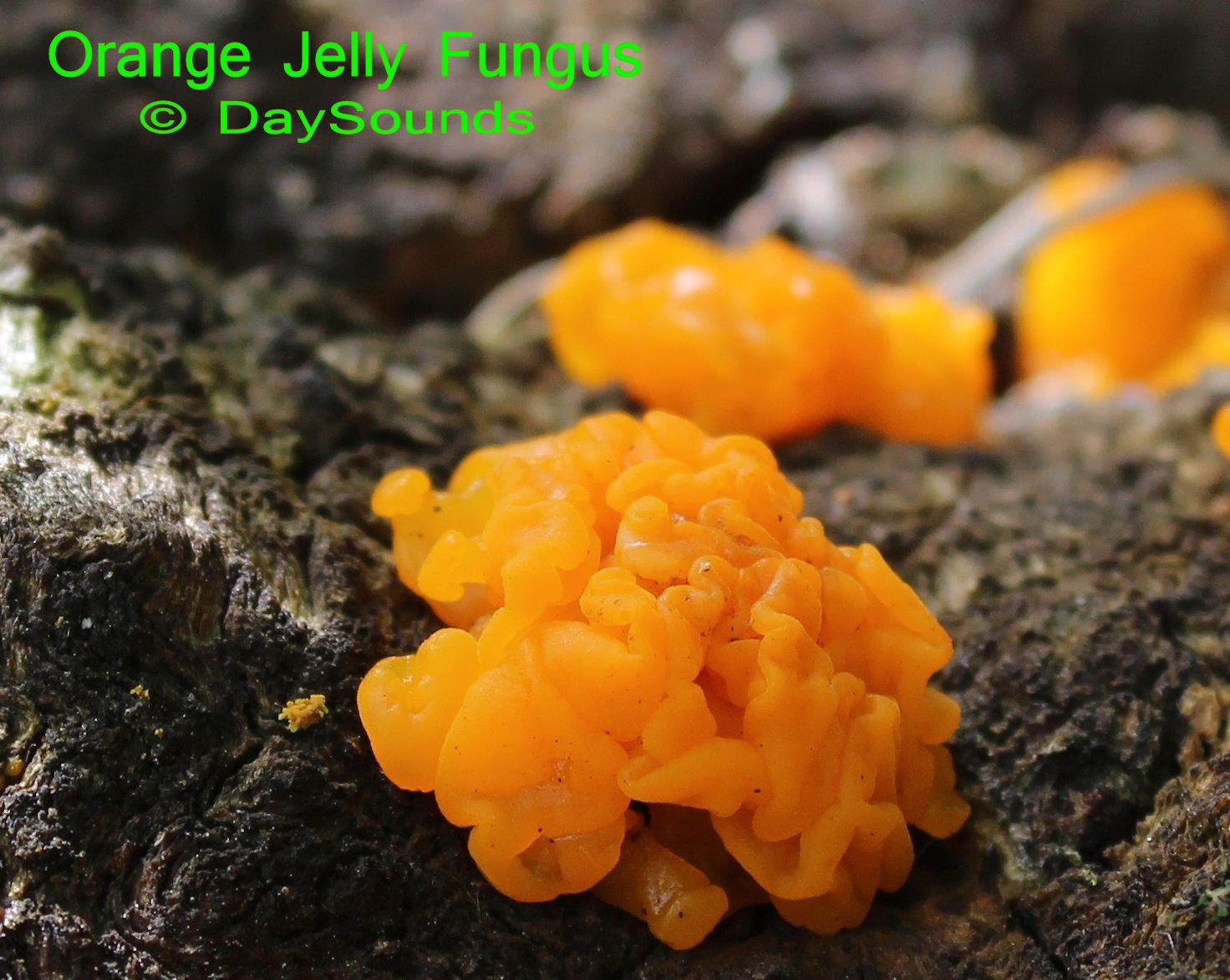 Jelly Fungus, Orange