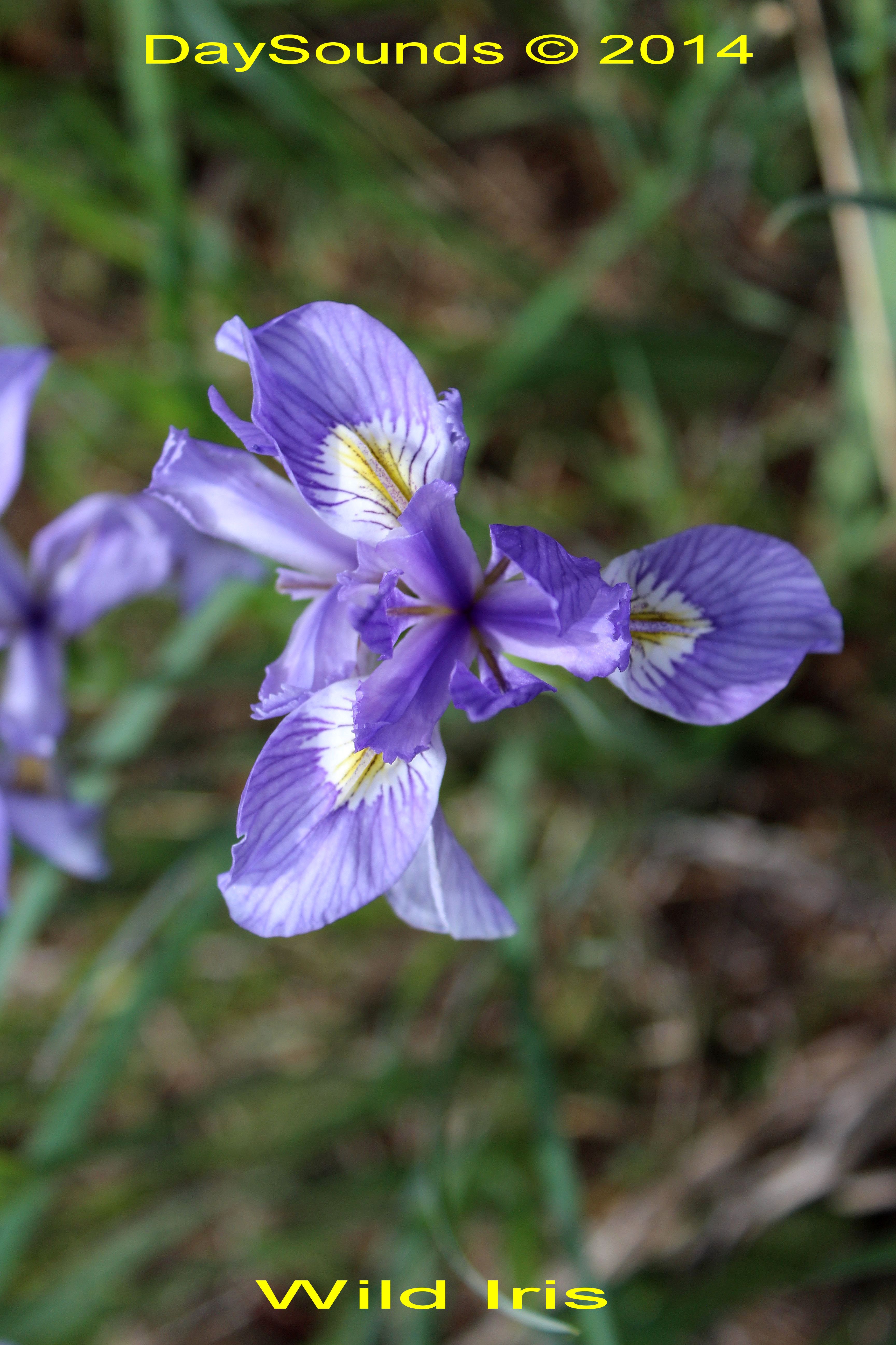 Iris missouriensis